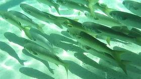 海洋鱼类视频爆料,揭秘海洋鱼类神秘生活  第2张 海洋鱼类视频爆料,揭秘海洋鱼类神秘生活  第2张